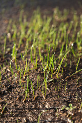 Closeup of bright green grass shoots sprouting from fertile soil, symbolizing growth and renewal in life