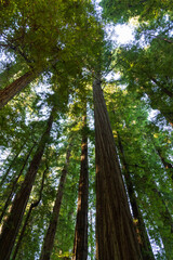 Fototapeta premium Redwood National and State Park, California