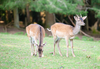 White tailed deer fawn on a meadow in autumn forest, wildlife in the woodland 