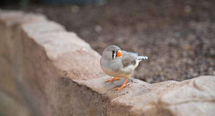 Zebra finch sitting on a stone wall, wild bird in nature, Taeniopygia guttata, wildlife Indonesia 