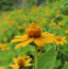 日本で秋にメランポジウムが黄色い花を咲かせています