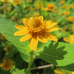 日本で秋にメランポジウムが黄色い花を咲かせています