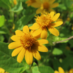 日本で秋にメランポジウムが黄色い花を咲かせています