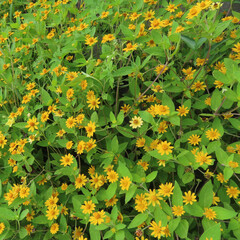 日本で秋にメランポジウムが黄色い花を咲かせています