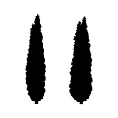 The black silhouette of the trees is thuja.