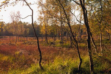 Moorlandschaft mit Birken im Herbst, Kaltenhofer Moor