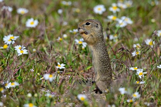 European ground squirrel // Europ&auml;ischer Ziesel (Spermophilus citellus) - Danube Delta, Romania