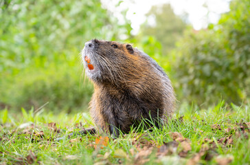 Fototapeta premium Nutria river rat, coypu herbivorous, semiaquatic rodent family Myocastoridae on the meadow, wildlife animals, habitant wetlands
