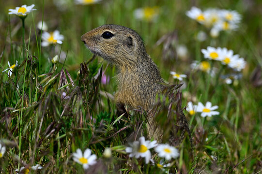 Europ&auml;ischer Ziesel // European ground squirrel (Spermophilus citellus) - Donaudelta, Rum&auml;nien