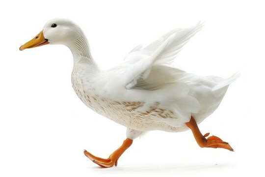 Running white duck animal goose bird.