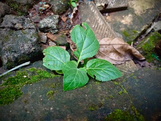 a leaf in the garden