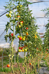 Greenhouse with agriculture tomato plants field, growing organic vegetable in countryside, planting food in the garden