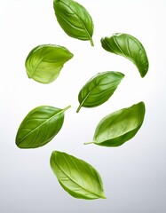Naklejka premium On a white background, fresh basil leaves float in the air
