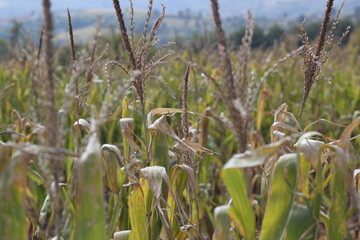 Field of tall ripe cornstalks landscape
