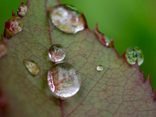 Macro, Asturias