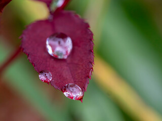 Macro, Asturias