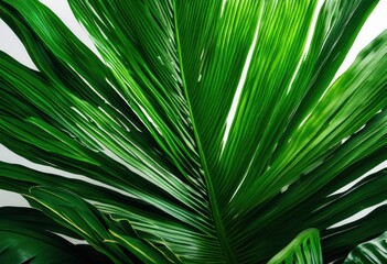vibrant tropical palm leaves clean white background perfect fresh exotic floral decor design, foliage, green, botanical, plant, beauty, sunlight, summer