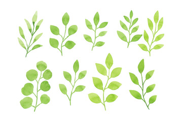Assortment of watercolor leaves illustration set - green leaf branches collection for wedding, greetings, stationary, wallpapers, fashion, background. olive, green leaves, Eucalyptus etc