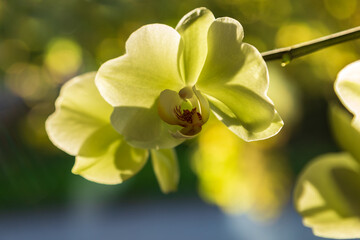 Horizontal backlit closeup of pretty yellow orchid flowers on soft focus bokeh background