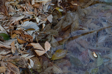 leaves frozen in ice