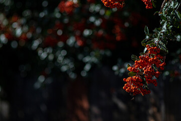 red orange berries on dark background
