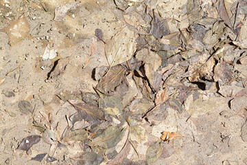 dry leaves