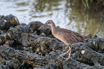 Clapper Rail on Artificial Oyster Reef