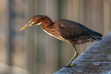 Green Heron sitting on Wooden Railing