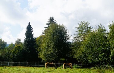 Grünes Landschaftspanorama mit Pferden auf Wiese vor hohen Bäumen und weißem Wolkenpanorama am Himmel in der Natur bei Sonne am Morgen im Herbst
