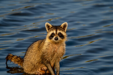 Raccoon Looking at Camera