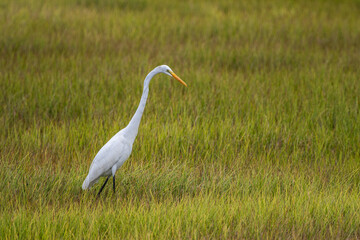 Fototapeta premium Great Egret in Salt Marsh
