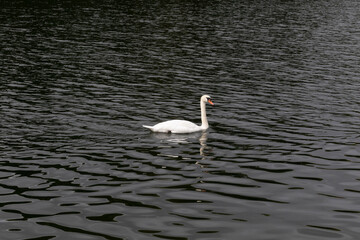 swan on lake