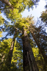 Fototapeta premium Redwood National and State Park, California