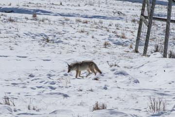 coyote in snow