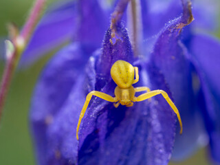 Macro Munilla