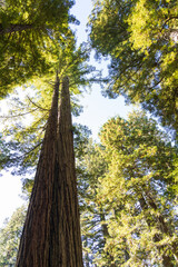 Redwood National and State Park, California