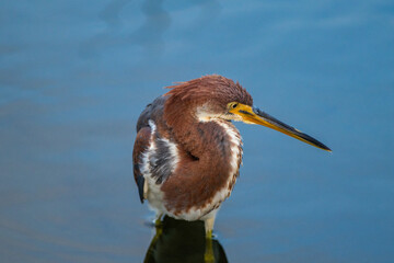 Tricolored Heron in Water