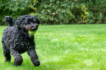 Black dog with tennis ball