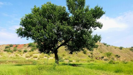 Obraz premium A peaceful scene of fields between mountains, filled with tall grass. In the center stands a large tree, its wide branches reaching towards the sky, surrounded by natural beauty.
