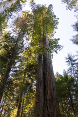 Fototapeta premium Redwood National and State Park, California