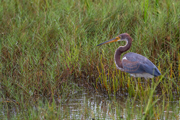 Tricolored Heron in Marsh