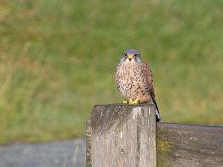 Kestrel, Falco tinnunculus