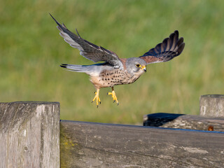 Kestrel, Falco tinnunculus