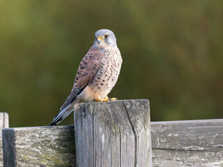 Kestrel, Falco tinnunculus
