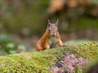 Red squirrel, Sciurus vulgaris