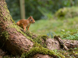 Red squirrel, Sciurus vulgaris