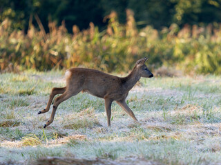 Roe deer, Capreolus capreolus