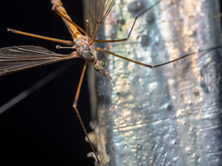 Macro, un mundo por descubrir