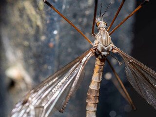Macro, un mundo por descubrir