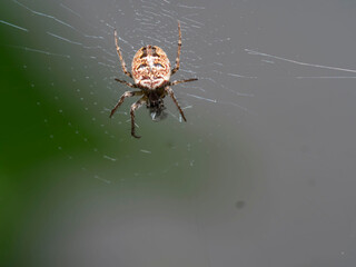 Macro, un mundo por descubrir